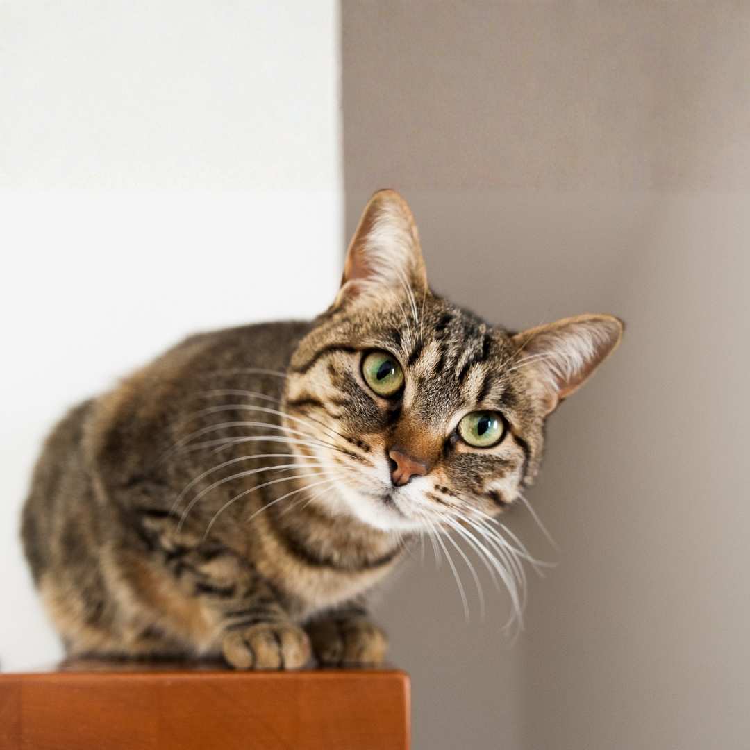 cat looking at something cat looking at something