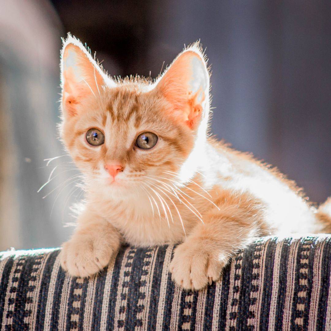 orange kitten orange kitten